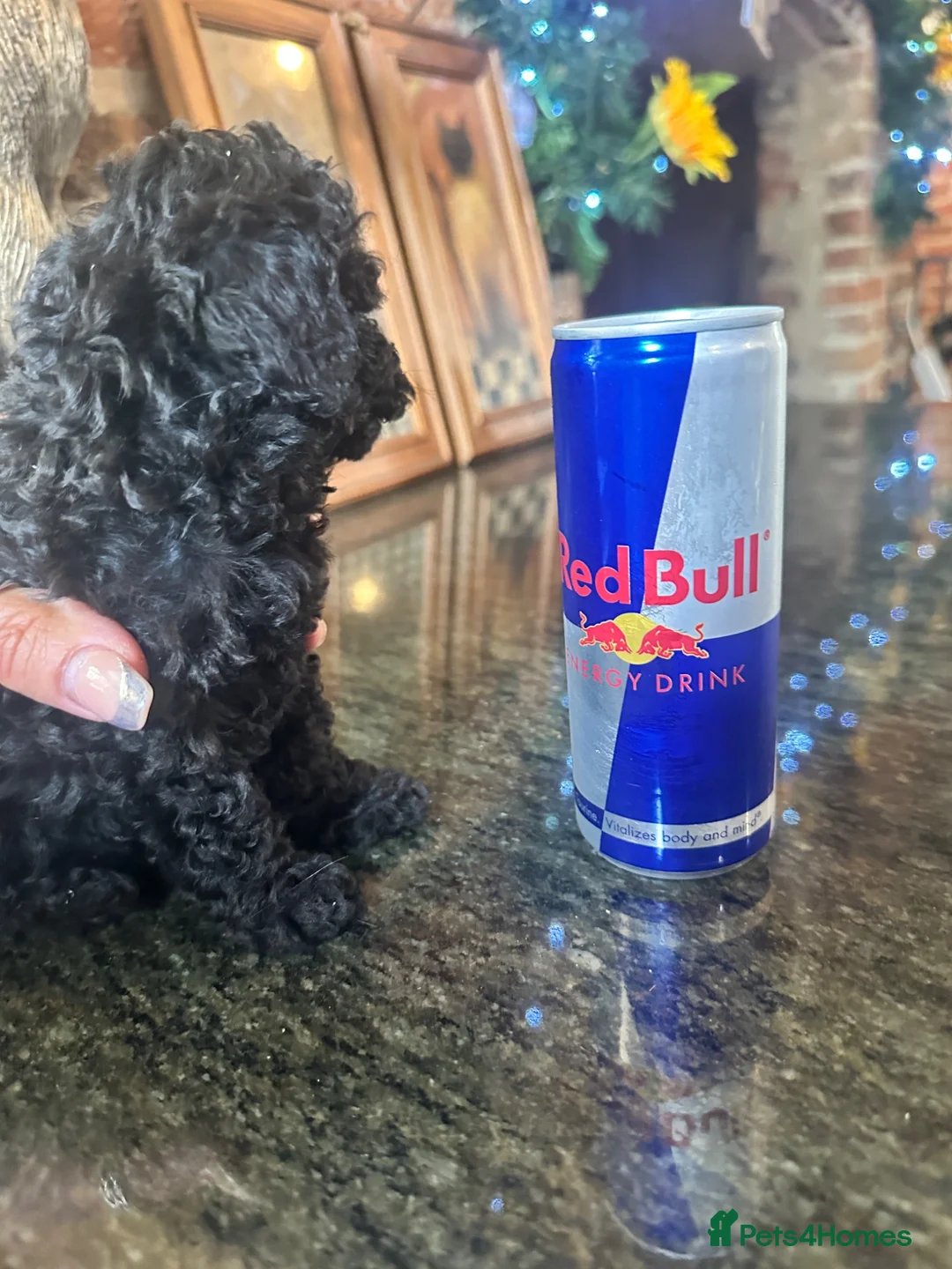 Toy Poodle dogs for sale: PERFECT LITTLE BLACK TOY BOY POODLE  - Advert 5