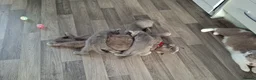 Russian Blue cats for sale: Russian Blue Kittens  - Advert 9