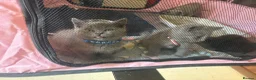 British Shorthair cats for sale: British Shorthair kittens  - Advert 4