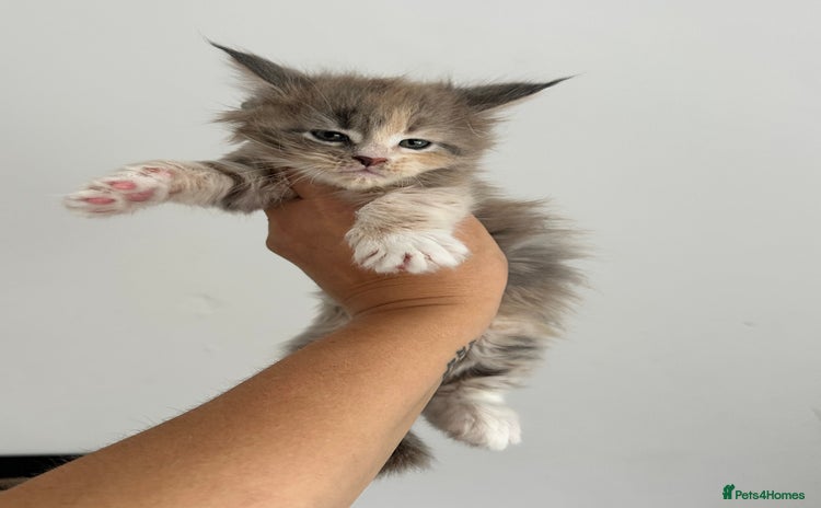 Maine Coon cats - Advert 5