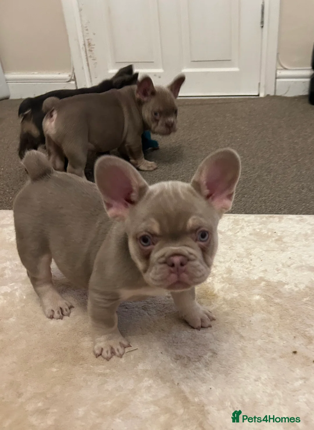 French Bulldog dogs for sale: Kc registered french bulldog puppies  - Advert 2