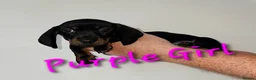 Miniature Dachshund dogs for sale: LAST PUP! Miniature Dachshund Puppies 🐶🐾 - Advert 7