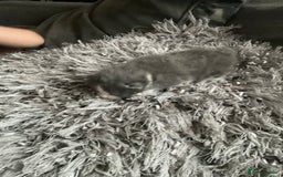 Mixed Breed cats for sale: Looking for loving home for  **   - Image 7