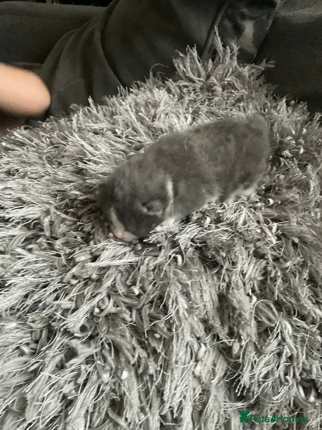 Mixed Breed cats for sale: Looking for loving home for  **   - Image 7