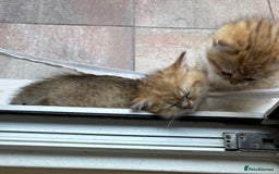 British Shorthair cats for sale: British Shorthair golden and silver - Image 8
