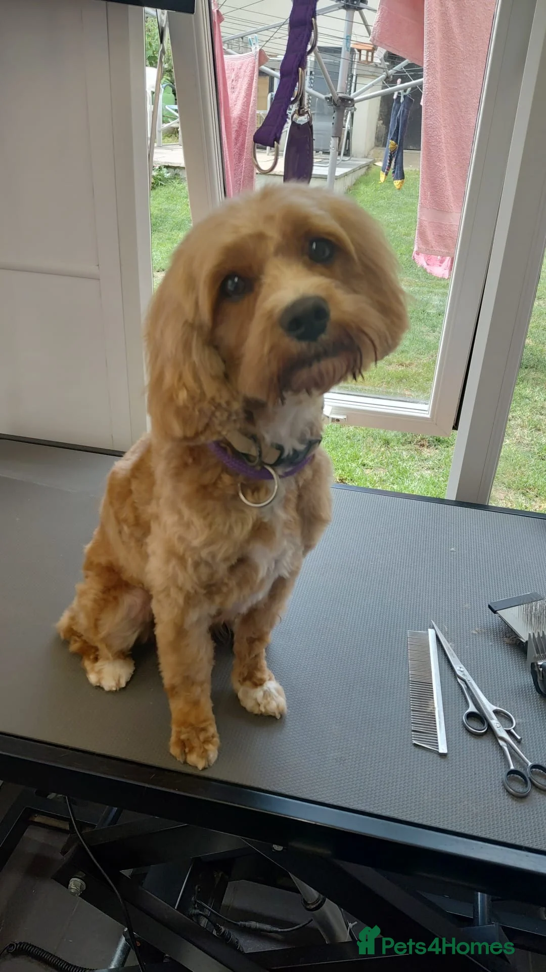 Cavapoo dogs for sale: Cavapoo - Advert 1