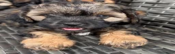 Cavapoo dogs for sale: Amazing coloured fi cavapoo health tested parents  - Advert 4