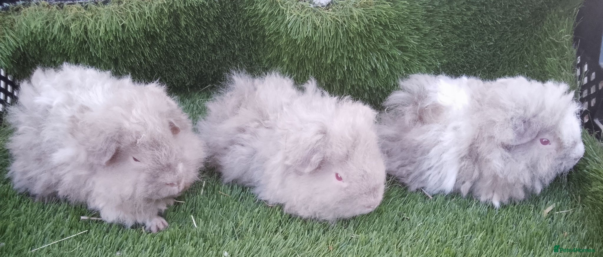 Guinea Pig rodents Male guinea pig Boys and Alpaca boys  - Advert 2