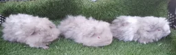 Guinea Pig rodents for sale: Male guinea pig Boys  - Advert 8