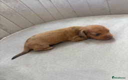 Miniature Dachshund dogs for sale: Gorgeous Long &short haired mini dachshund puppies - Image 25