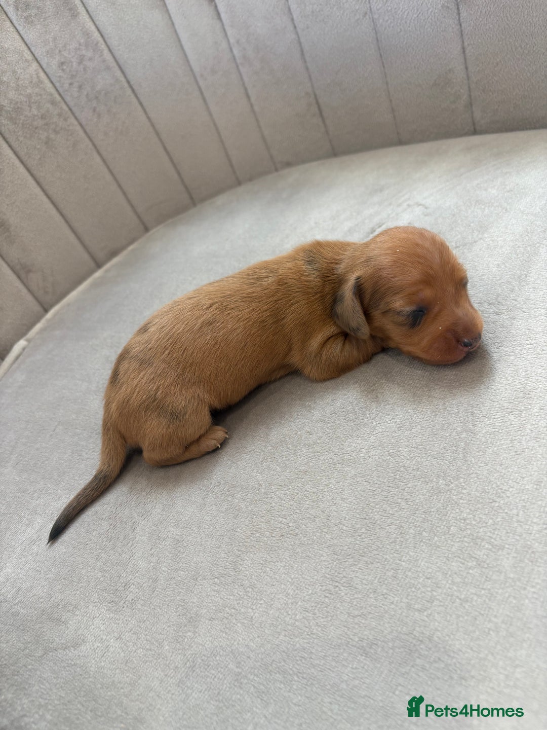 Miniature Dachshund dogs for sale: Gorgeous Long &short haired mini dachshund puppies - Image 25