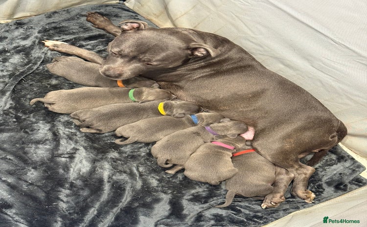 Staffordshire Bull Terrier dogs Blue Staffordshire Bull Terrier puppies for sale - Advert 3