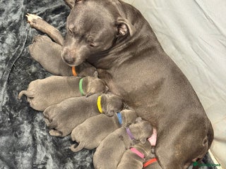 Staffordshire Bull Terrier dogs Blue Staffordshire Bull Terrier puppies for sale - Advert 3