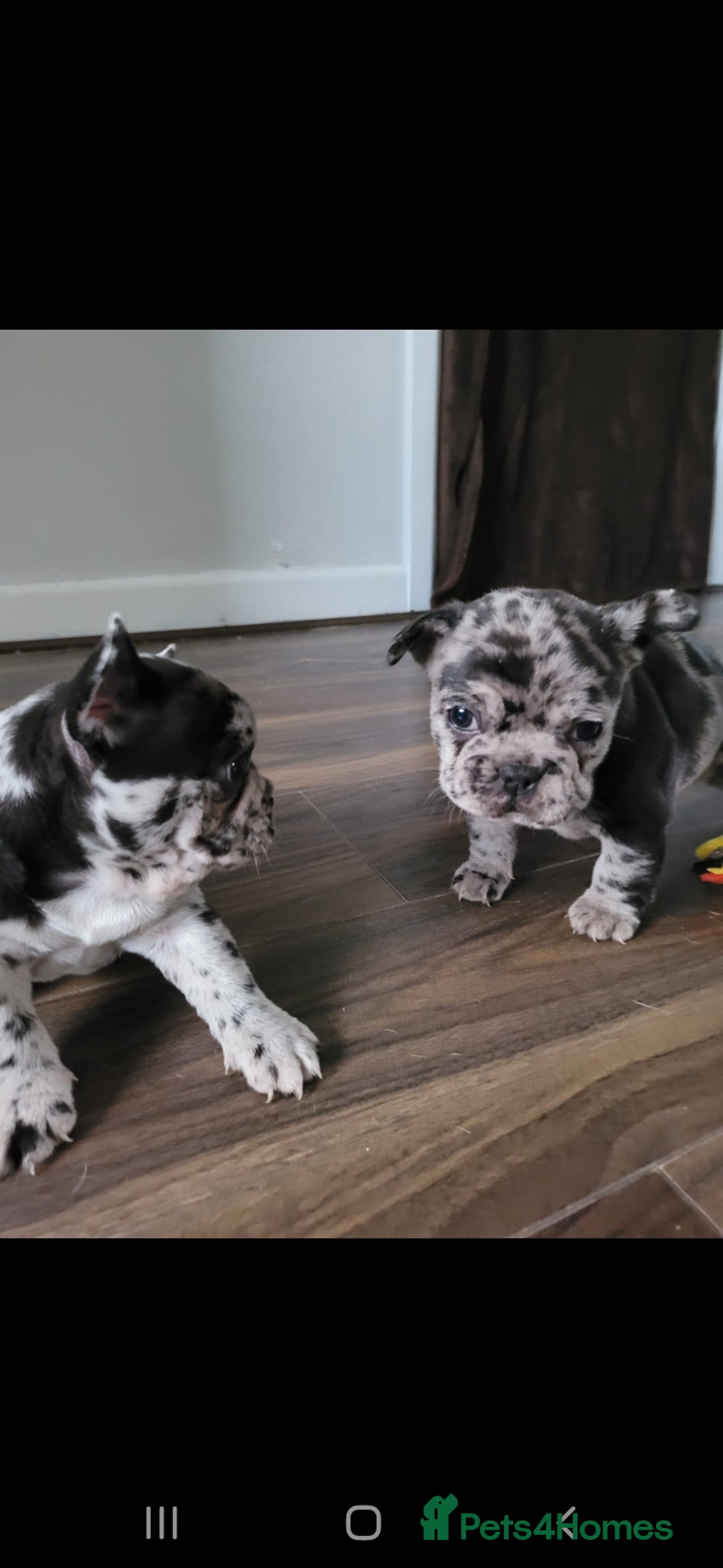 French Bulldog dogs for stud: Proven French bulldog Merle stud in Liverpool - Advert 7