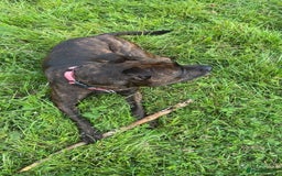 Mixed Breed dogs for sale: Sasha the staffie cross  - Image 4