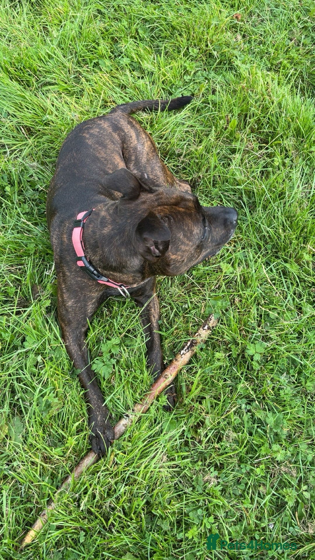 Mixed Breed dogs for sale: Sasha the staffie cross  - Image 4