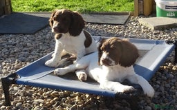English Springer Spaniel dogs for sale: English Springer Spaniel Puppy 2 - English Springer Spaniel Puppies - Image 10