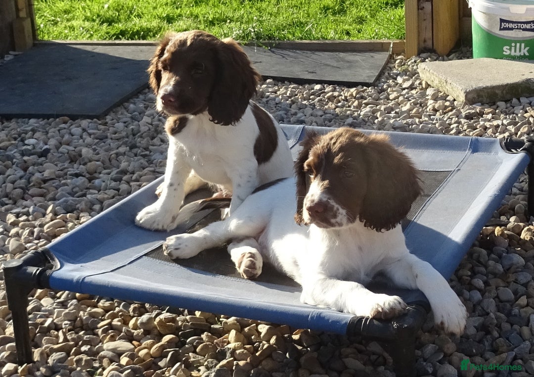 English Springer Spaniel dogs for sale: English Springer Spaniel Puppy 2 - English Springer Spaniel Puppies - Image 10
