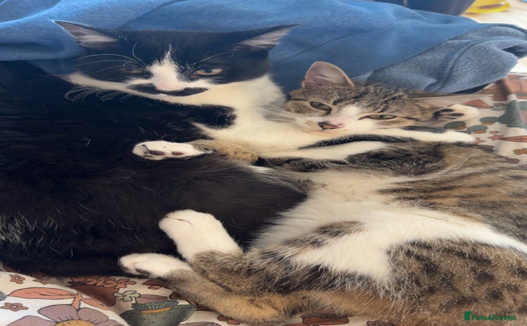Domestic Shorthair cats - Advert 7