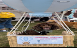 Cocker Spaniel dogs for stud: Cocker spaniel stud  - Image 5