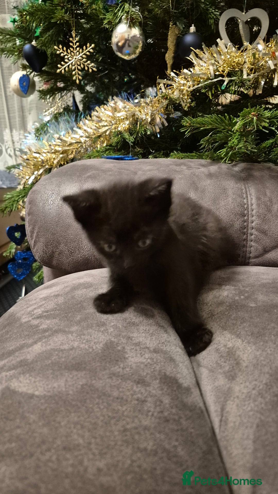 Mixed Breed cats for sale: Kittens  - Advert 10