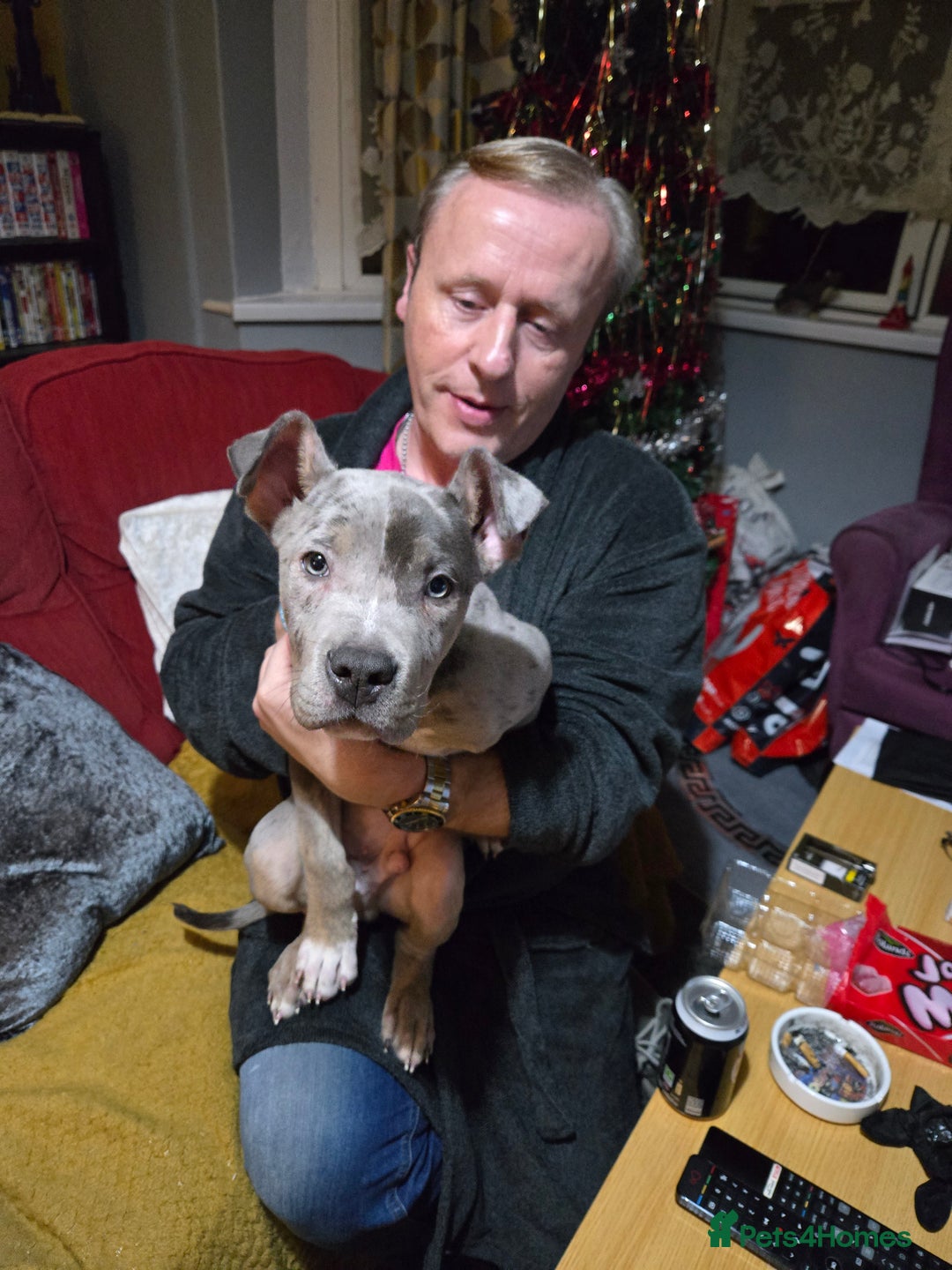 Mixed Breed dogs for sale: Bullmastiff cross Staffy - Advert 5