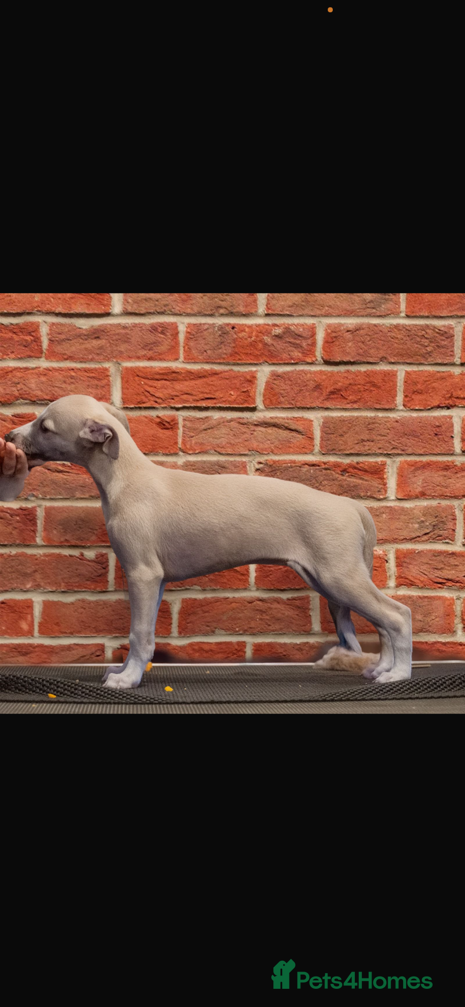 Whippet dogs Superb quality whippet puppies  - Advert 1