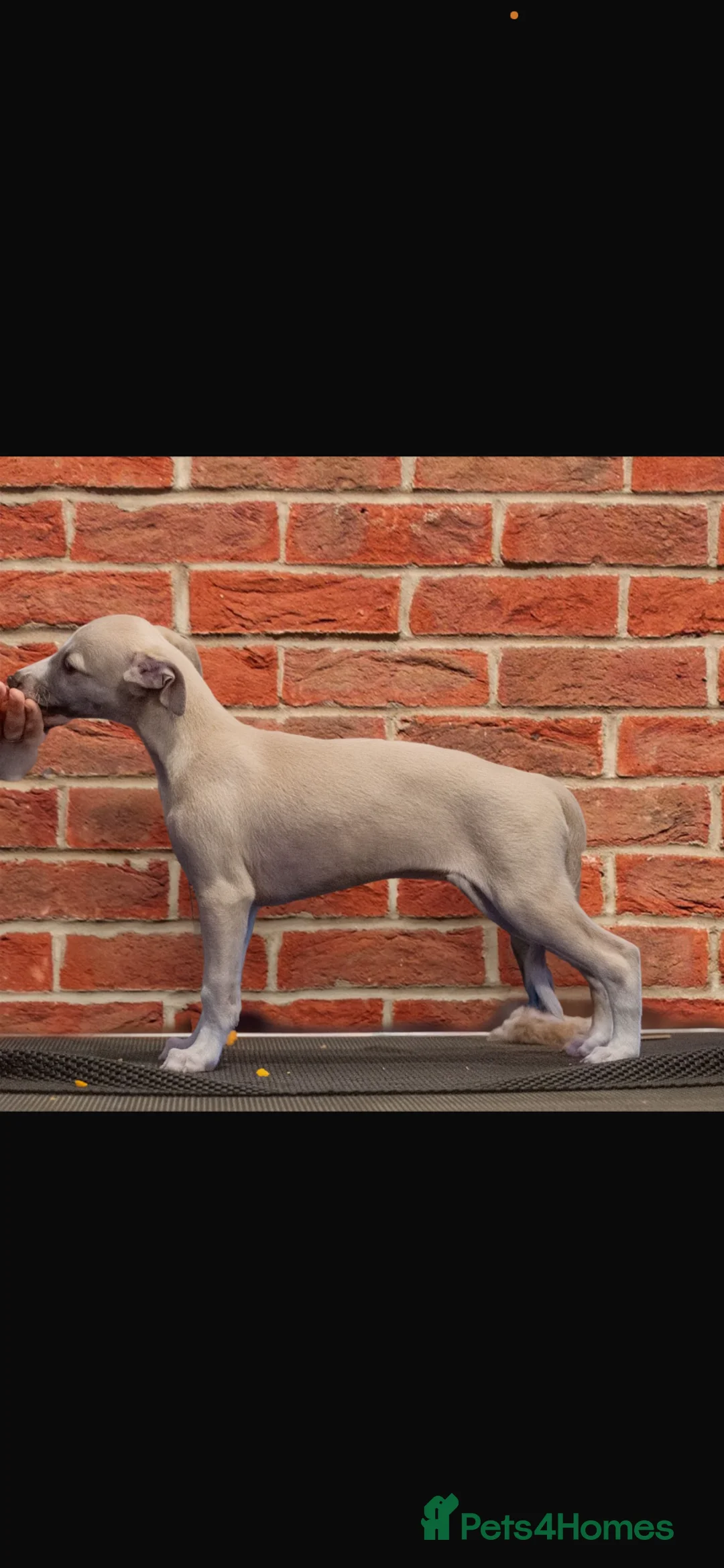 Whippet dogs for sale: Superb quality whippet puppies  - Advert 1