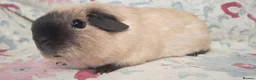 Guinea Pig rodents for sale: MEADOW SIDE CAVIES BABY GUINEA PIGS HEREFORDSHIRE  - Advert 30