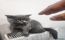 Havana Brown cats for sale: Rare Havana Brown's kittens - Image 9