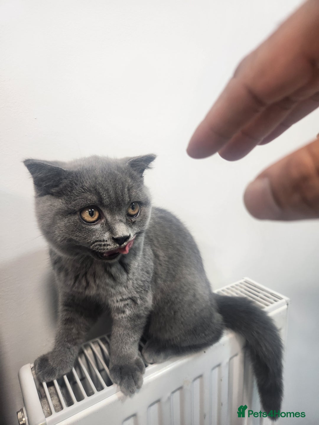 Havana Brown cats for sale: Rare Havana Brown's kittens - Image 9