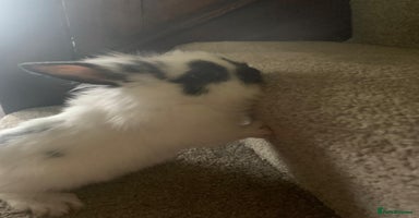 Dwarf Lop rabbits Dwraf Buinnes for Sale  - Advert 6