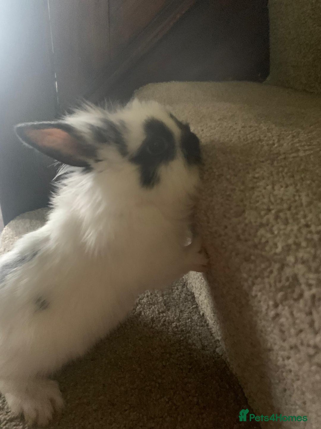Dwarf Lop rabbits for sale: Dwraf Buinnes for Sale  - Advert 3