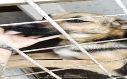 Mixed Breed dogs for adoption: 🐾 Billy–gentle shepherd boy with golden heart 🐾 - Image 2