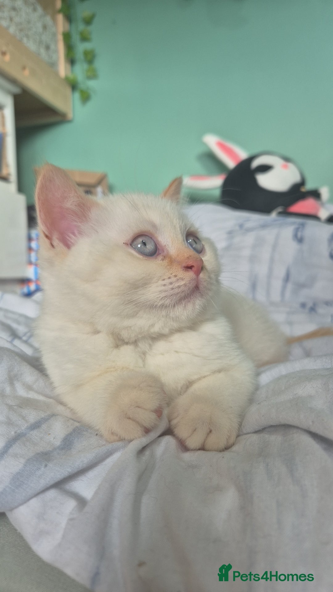 British Shorthair cats for sale: (💙LAST WHITE KITTEN🤍) Stunning Pure BSH kittens  - Advert 21