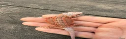 Bearded Dragon reptiles for sale: Bearded Dragons colour mixed 🌈 in Middlewich - Advert 4