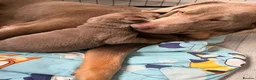 Labrador Retriever dogs for sale: Big beautiful chunky Labrador puppies - Advert 13