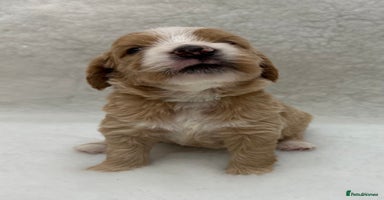 Double Doodle dogs - Advert 2