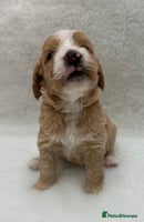 Double Doodle dogs - Advert 2