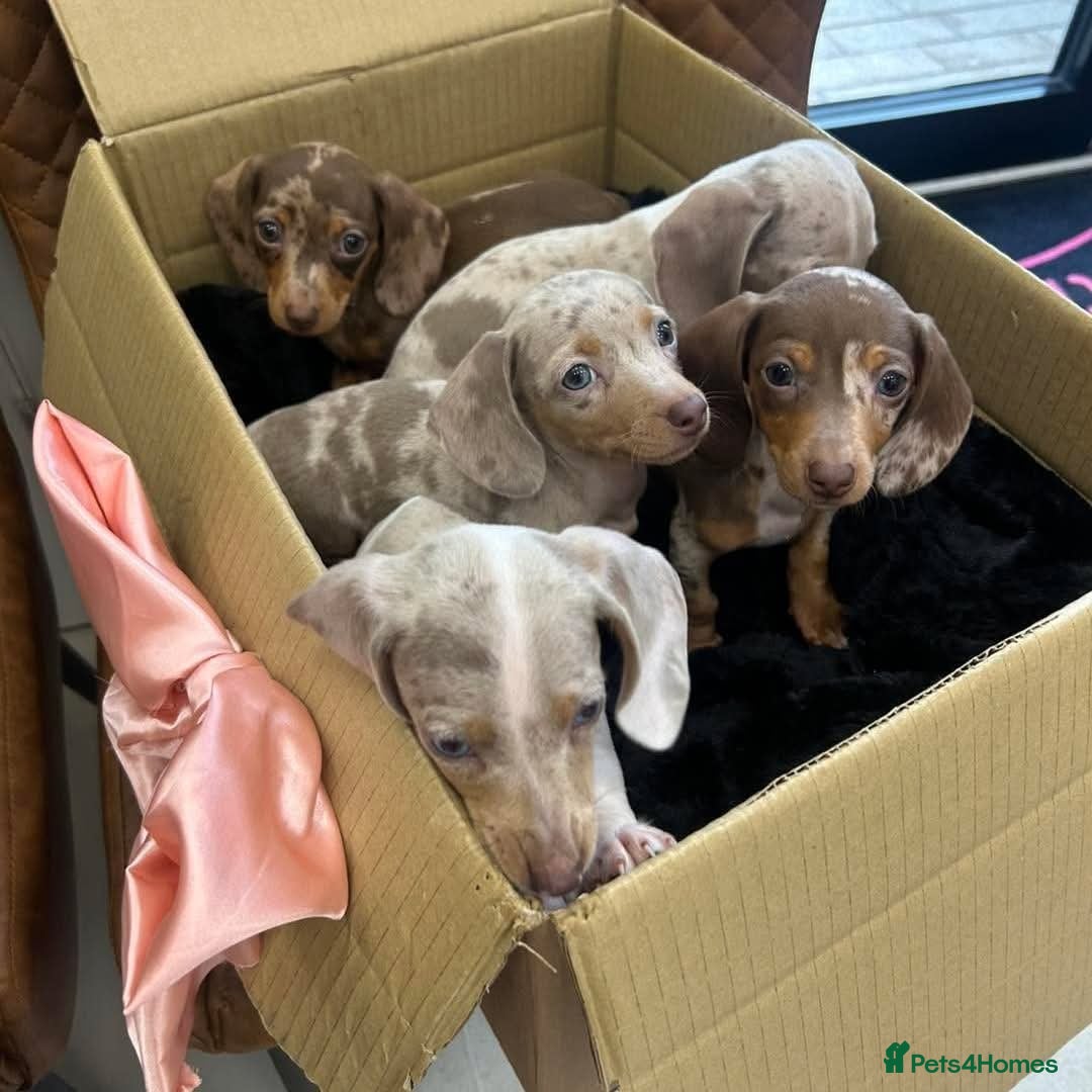 Miniature Dachshund dogs for sale: Mini Dachshunds looking for their forever homes - Advert 2