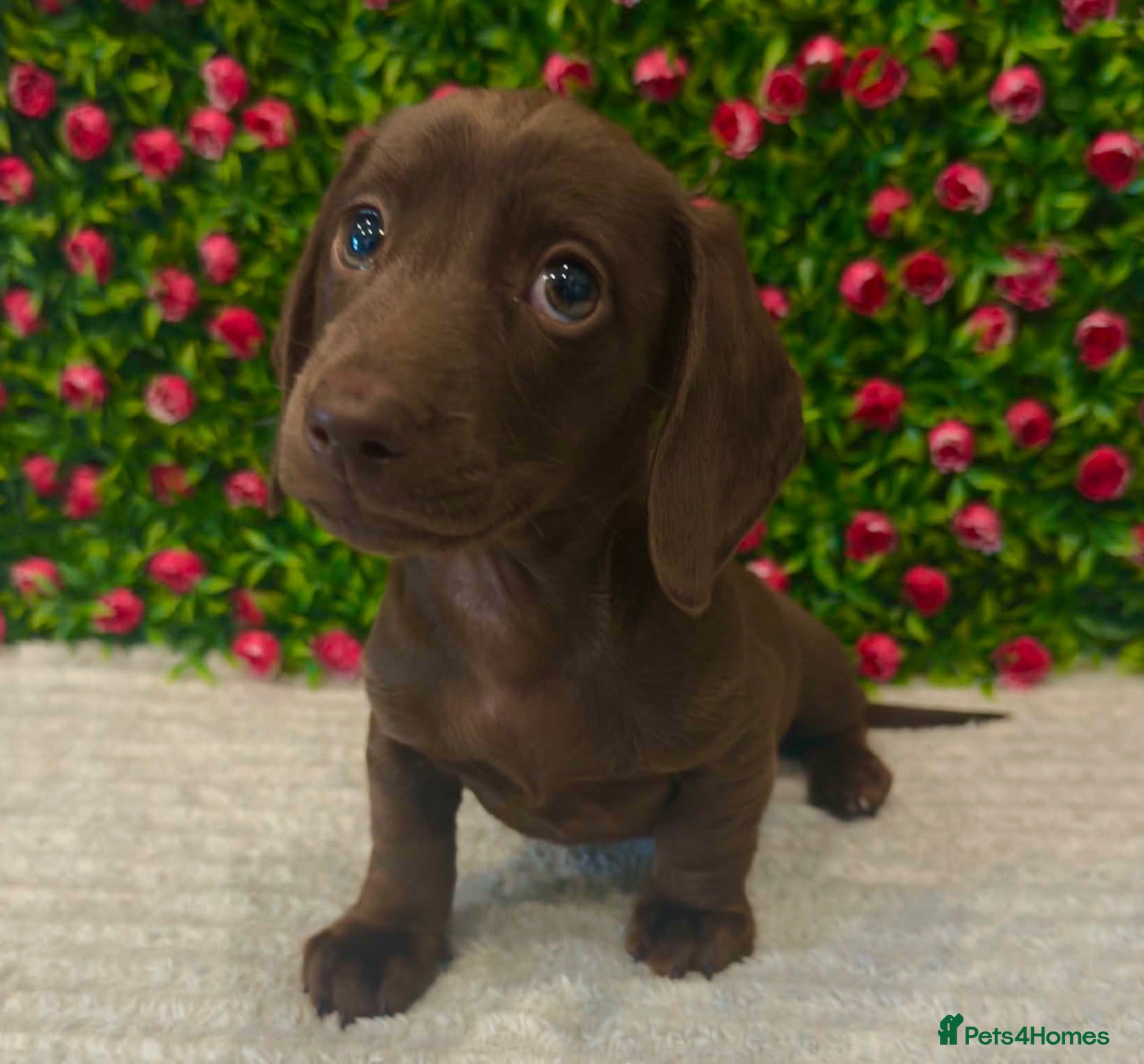 Miniature Dachshund dogs Tommy Solid Chocolate Boy  - Advert 10