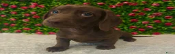 Miniature Dachshund dogs for sale: Tommy Solid Chocolate Boy  - Advert 1