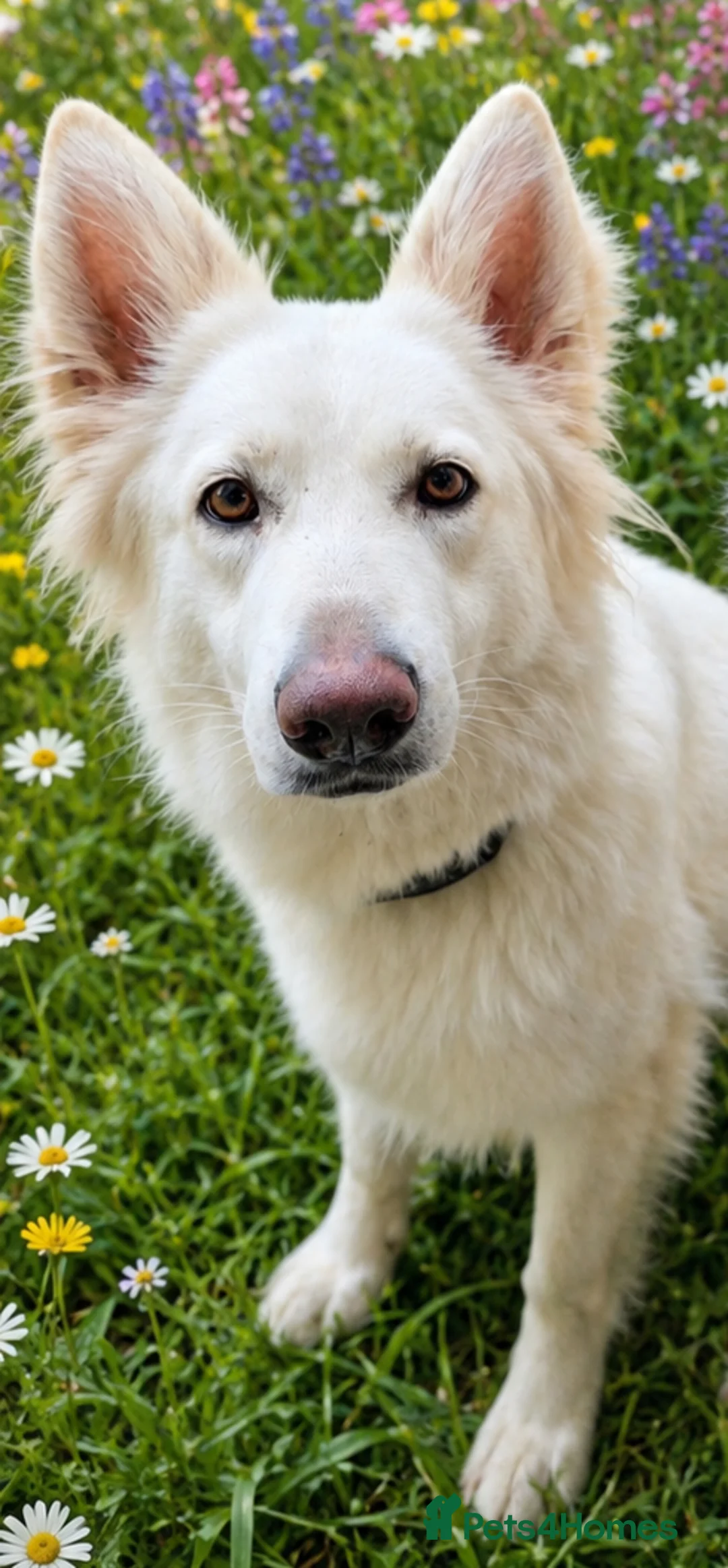 German Shepherd dogs for sale: Beautiful White long haired female shepherd  - Advert 3