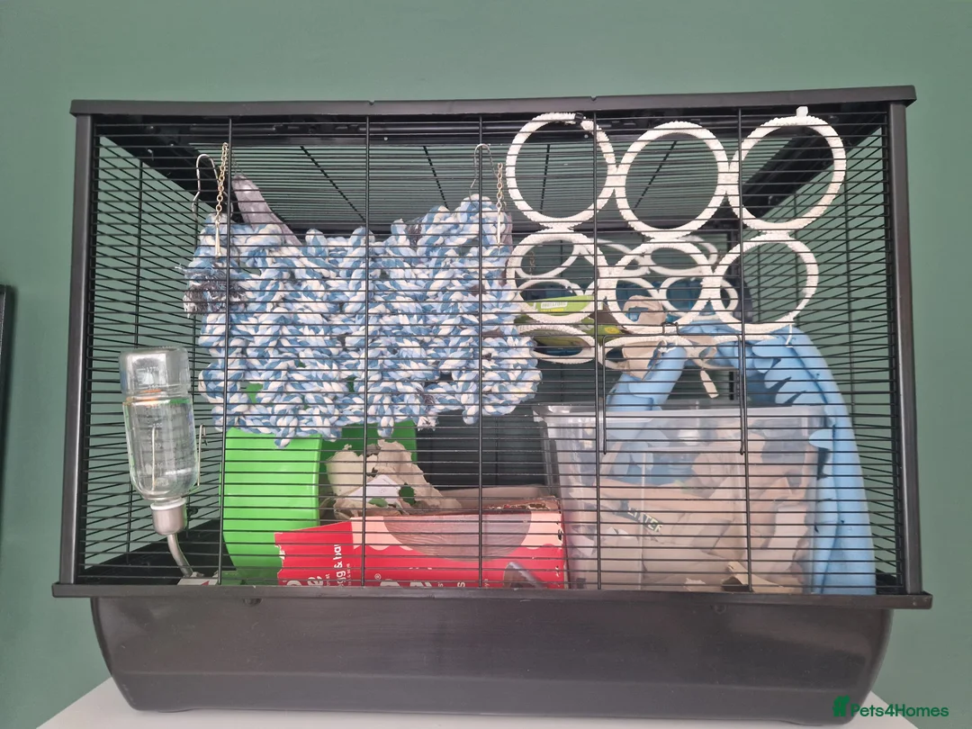 Rat rodents for sale: Single Male Rat + Cage - Advert 3