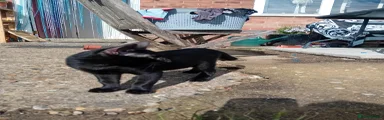 Mixed Breed Kitten 1