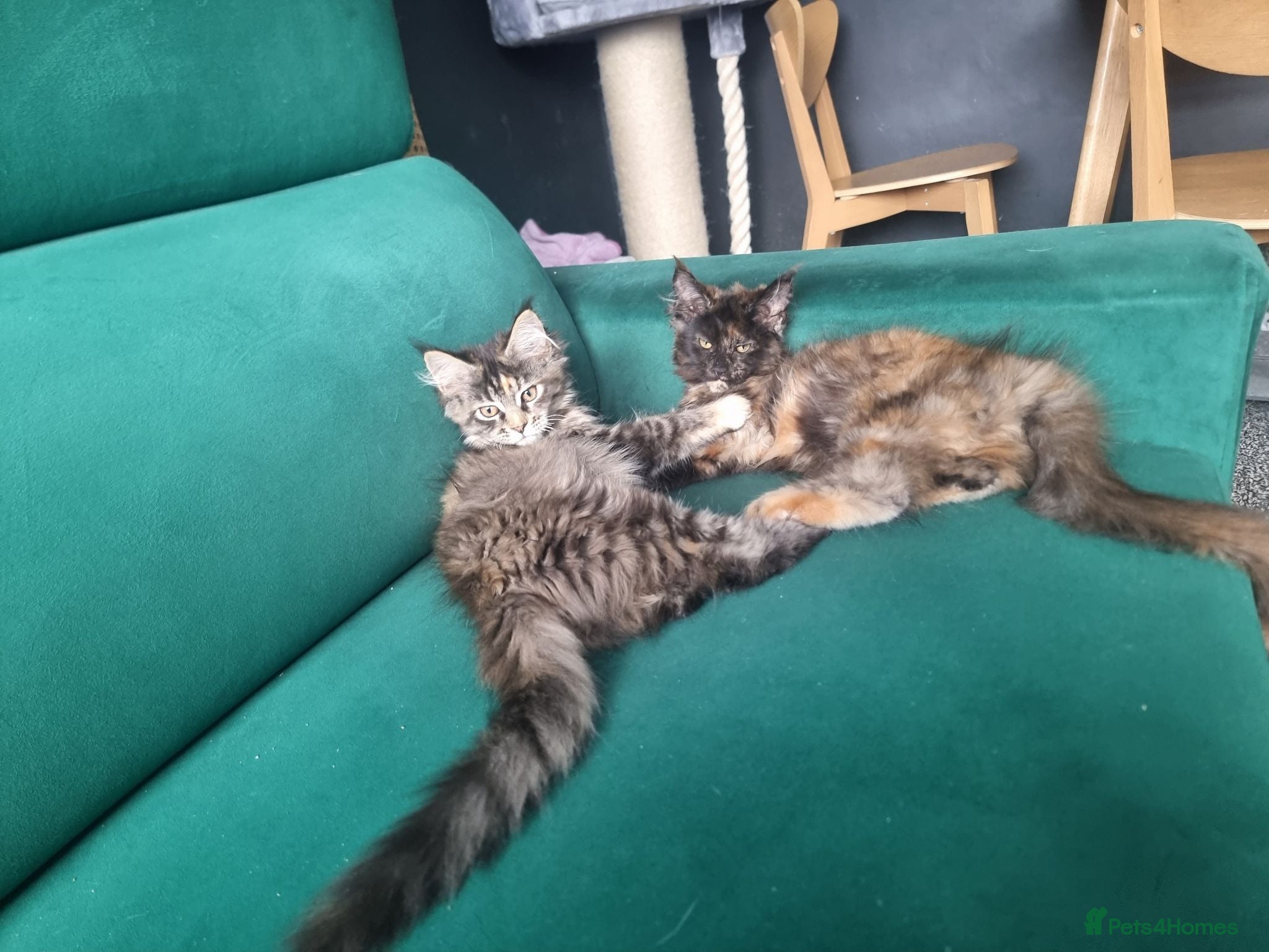 Maine Coon cats TICA REG. MAINE COON KITTENS  - Advert 2