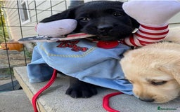 Labrador Retriever dogs for sale: Labrador Retriever Puppies - Image 6