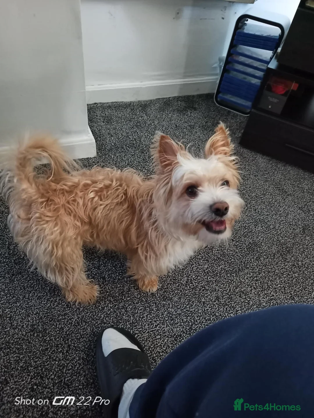 Yorkshire Terrier dogs for sale: Yorkshire Terrier (Scottish type) – Almost 3 years - Advert 1