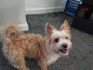 Yorkshire Terrier dogs Yorkshire Terrier (Scottish type) – Almost 3 years - Advert 1