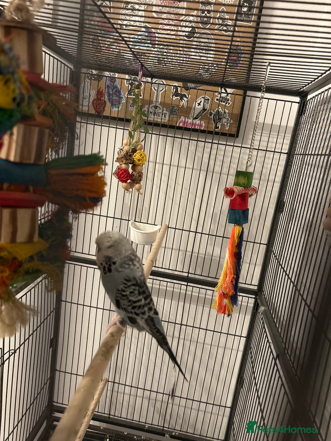 Budgerigars birds for sale: Budgie - Advert 3